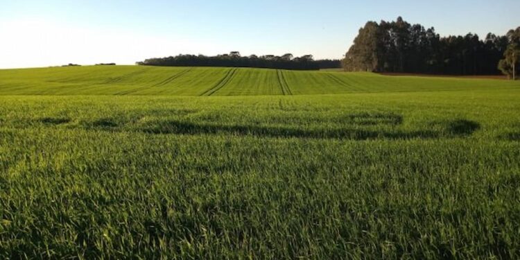 Safra recorde de trigo em Santa Catarina deve atingir 290 mil toneladas na próxima colheita