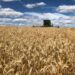 Cooperativas agropecuárias gaúchas estimam safra positiva de trigo