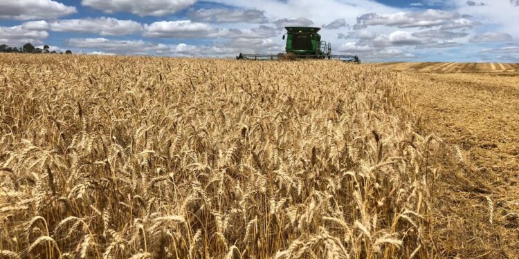 Custos de produção do trigo tem alta de 21,77% para esta safra