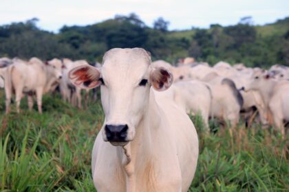 Rio Grande do Sul será reconhecido como estado livre de febre aftosa