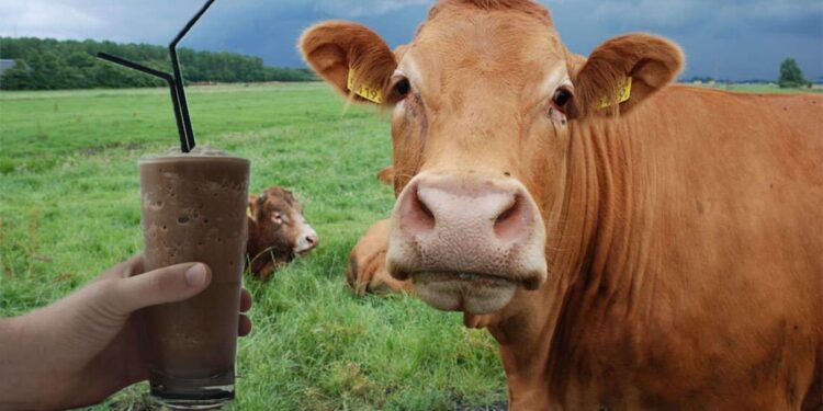 O leite achocolatado vem de vacas marrons?