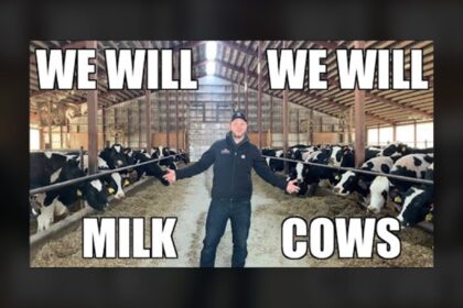 "We Will Milk Cows" - Paródia da música do Queen ajuda esclarecer mitos na produção de leite