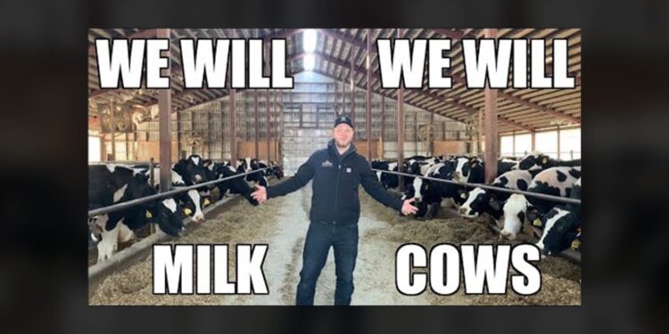 "We Will Milk Cows" - Paródia da música do Queen ajuda esclarecer mitos na produção de leite