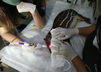 CETAS BH usa fototerapia para tratar animais resgatados