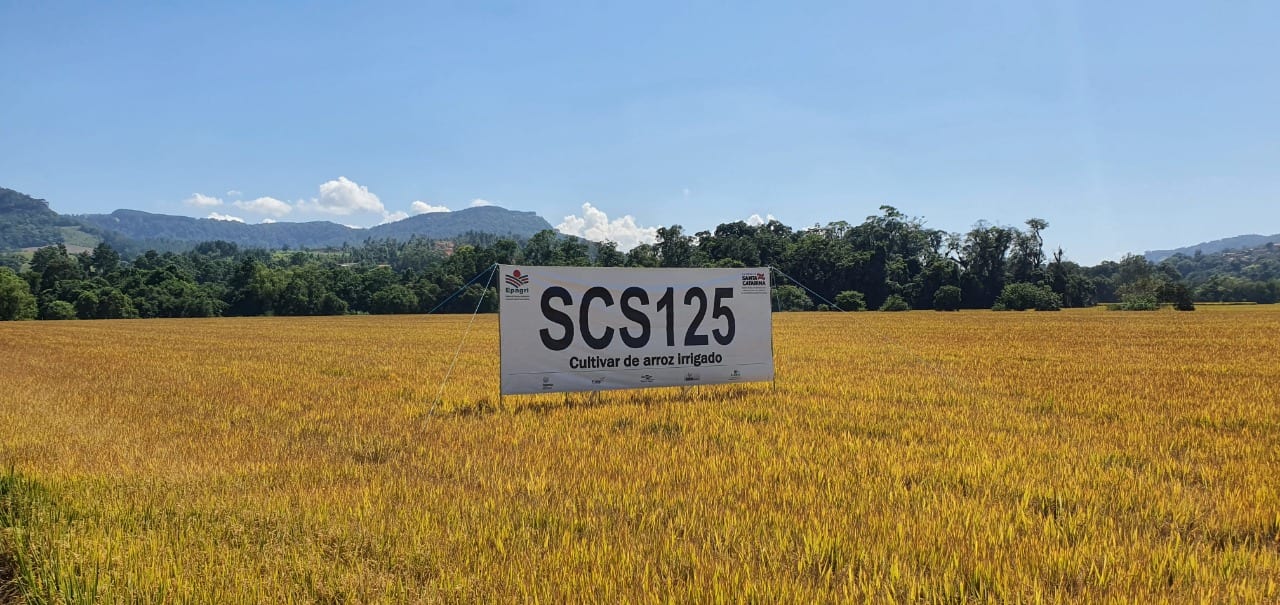 Santa Catarina dá início à colheita do arroz com lançamento de novo cultivar