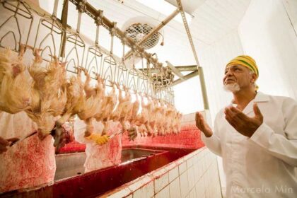 Países árabes são responsáveis por importarem quase 1 milhão de ton de frango halal