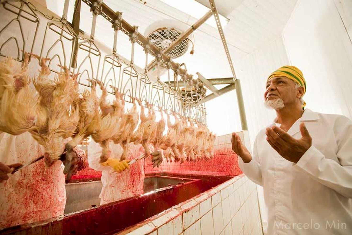 Países árabes são responsáveis por importarem quase 1 milhão de ton de frango halal