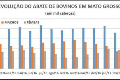 Abate de bovinos cresceu 53,8% em MT