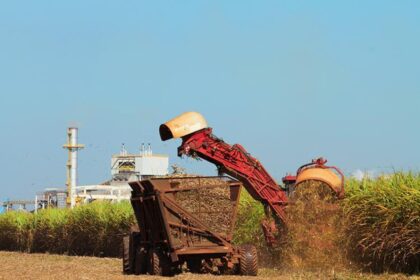 Portaria obriga usinas do Paraná a criar plano para colheita de cana-de-açúcar