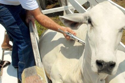 Vacinação contra febre aftosa está suspensa no Rio Grande do Sul