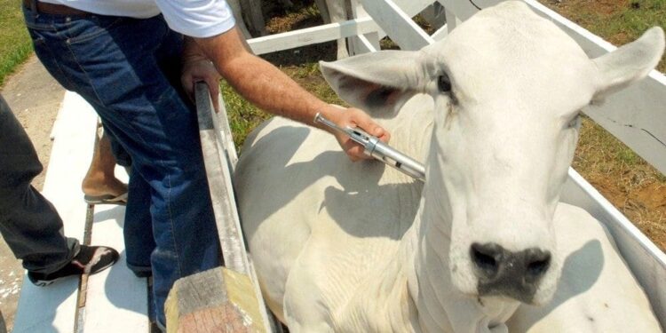 Febre Aftosa: 73 milhões de bovinos e bubalinos devem ser vacinados