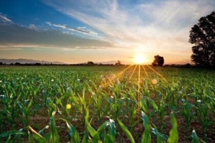 Setores do agro dependentes da demanda doméstica serão os mais prejudicados