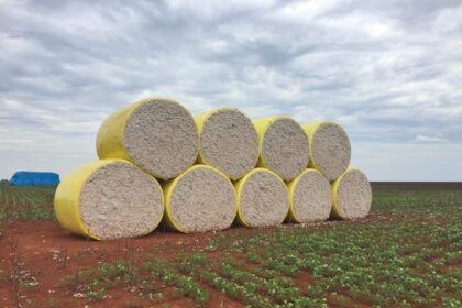 Vazio sanitário do algodão começou no estado de Mato Grosso