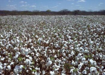 Exportações de algodão crescerão 100% nos próximos 10 anos, diz Outlook Fiesp 2029