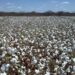 Exportações de algodão crescerão 100% nos próximos 10 anos, diz Outlook Fiesp 2029