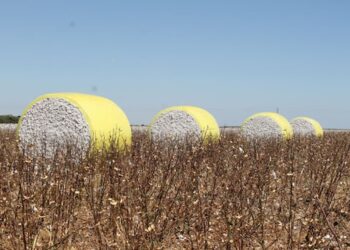 Produção de algodão em Mato Grosso alcança recordes