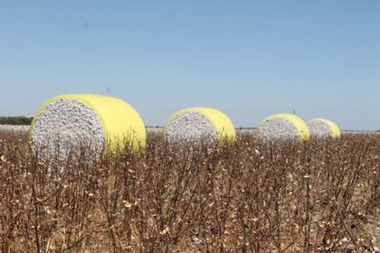 Produção de algodão em Mato Grosso alcança recordes