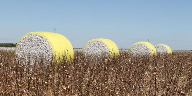Produção de algodão em Mato Grosso alcança recordes