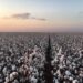 Imea prevê produção de algodão de 1,66 mi de toneladas de pluma para 2020/21 em MT