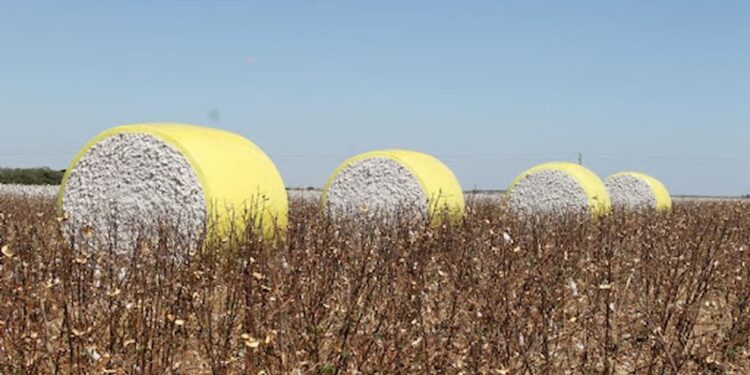 Venda líquida semanal norte-americanas de algodão fica em 177.000 fardos – 2021/22