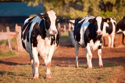 Como tratar cãibras em vacas