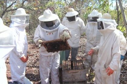 MT tem grande potencial botânico e climático para a apicultura