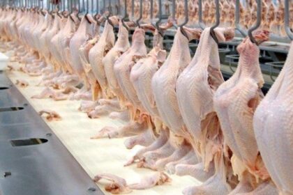 Confira o desempenho do frango vivo e abatido na segunda de julho de 2021