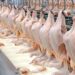 Principais importadores da carne de frango brasileira no 1º bimestre do ano de 2020
