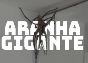 Aranha gigante em BH traumatiza moradores e não é o primeiro caso