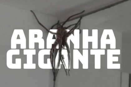 Aranha Gigannte Em Bh