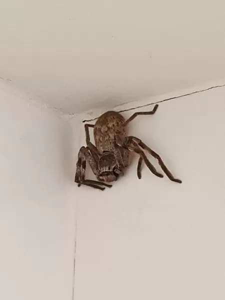 aranha gigante