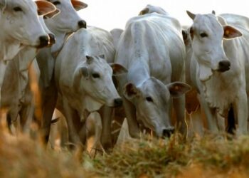 Couro bovino: semana segue com alta nos preços