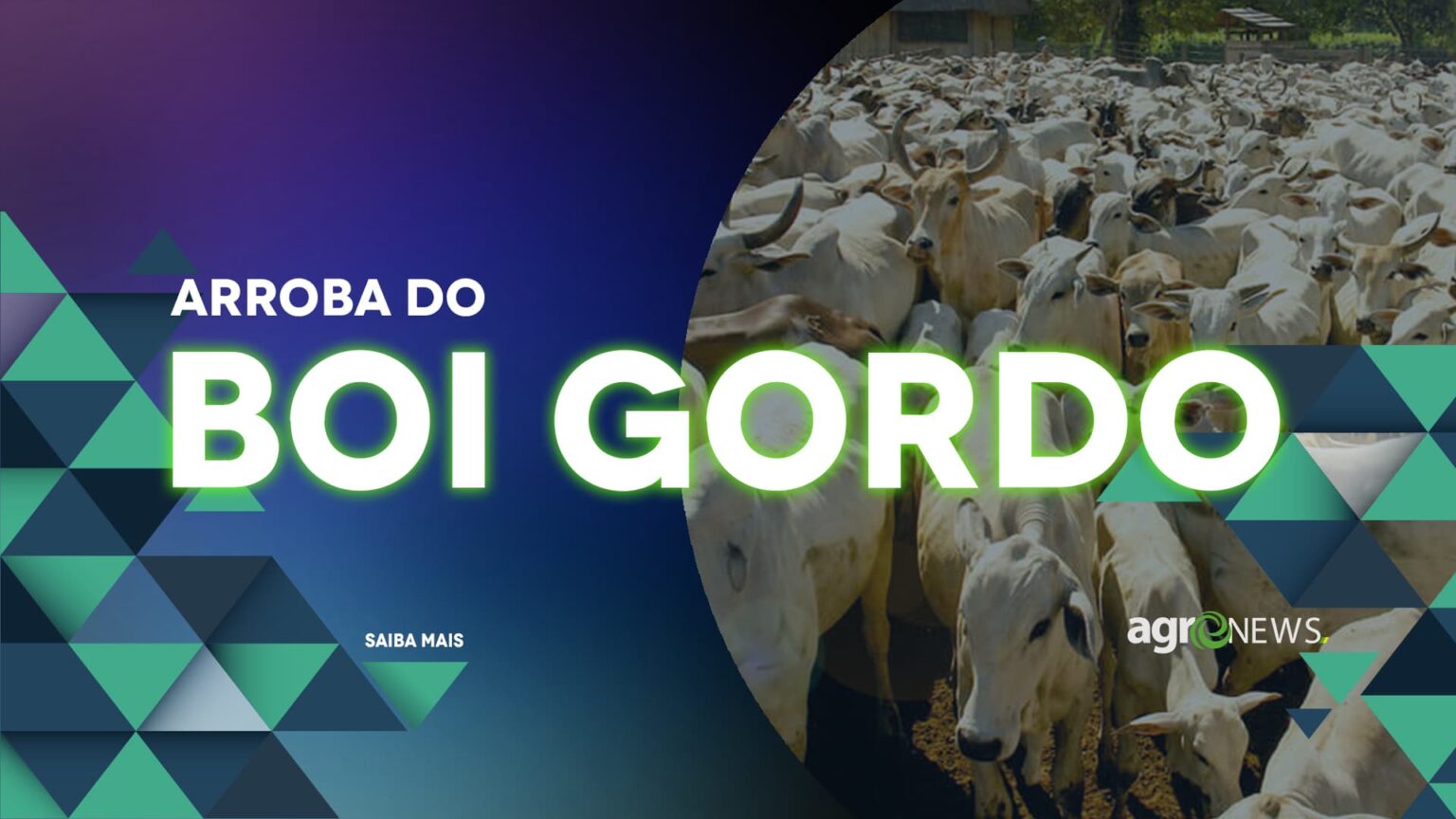 Arroba Do Boi Gordo