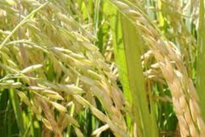 Arroz: indicador volta a fechar abaixo de R$ 70/SC