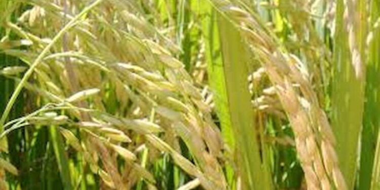 Falta de contêineres e câmbio afetam exportações de arroz em abril de 2022, diz Abiarroz
