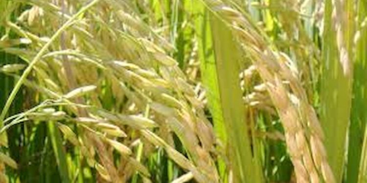 Zarc arroz tropical irrigado traz nova perspectiva para seguro agrícola