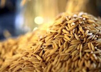 Dia Internacional do Arroz: Abiarroz destaca papel do cereal na segurança alimentar global