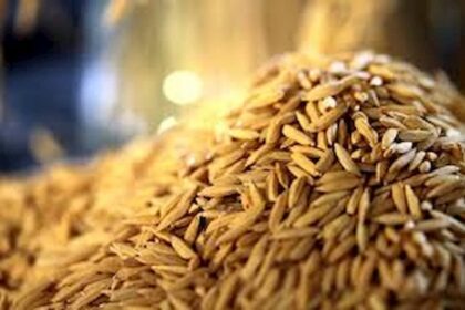 Arroz: em Mato Grosso preço segue em queda