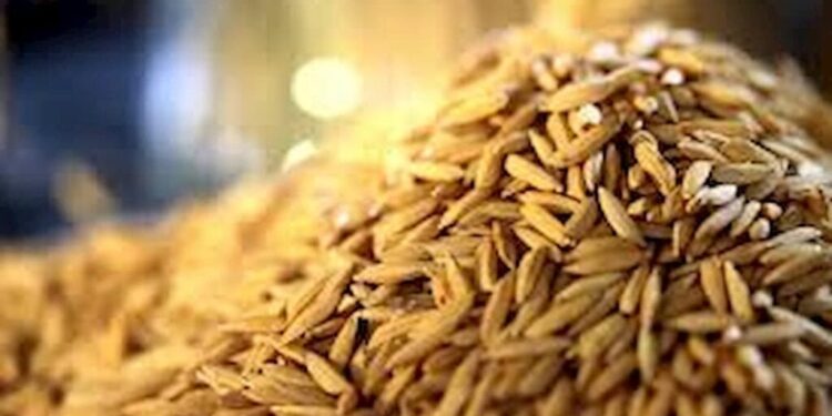 Dia Internacional do Arroz: Abiarroz destaca papel do cereal na segurança alimentar global
