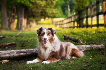 Conheça o Pastor Australiano, excelente cachorro para pastoreio