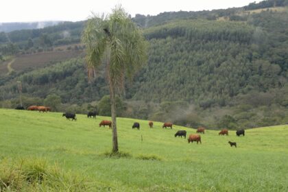 Aveia e azevém são aliados dos pecuaristas no inverno