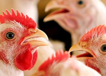 Dinamarca abate 25 mil aves após descobrir gripe aviária na fazenda