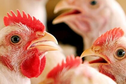 Custos de produção de suíno e de frango de corte sobem mais de 6% em agosto