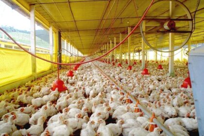 Até 2031, movimento do mercado global de aves mais do que dobra atingindo US$ 592,7 bilhões