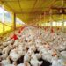 Carne de aves: tendências mundiais em 2018 segundo a FAO