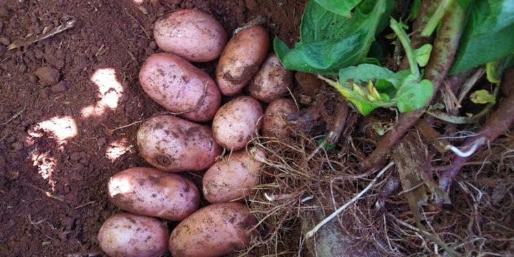 BRS F183 (Potira) - Nova cultivar de batata com dupla aptidão e excelente potencial produtivo