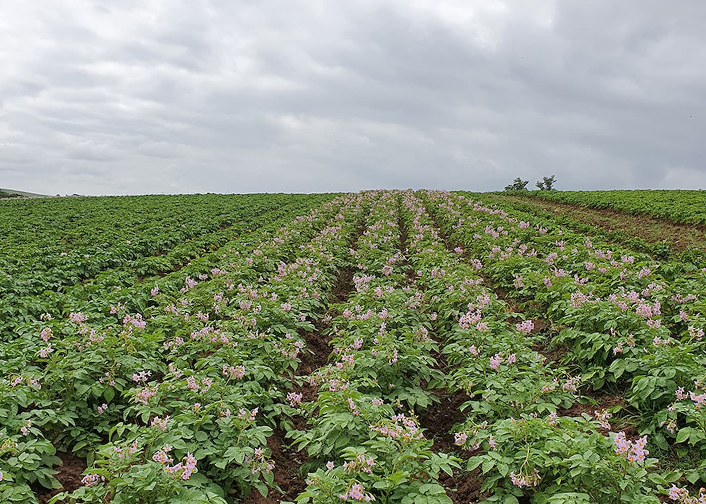 BRS F183 (Potira) - Nova cultivar de batata com dupla aptidão e excelente potencial produtivo