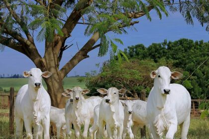 Veja a cotação da arroba do boi, de acordo com Imea