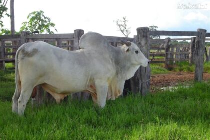 Você sabe o que pode ser produzido a partir do boi?