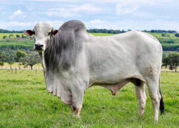 Confira a seguir 13 fatos interessantes sobre hábitos bovinos